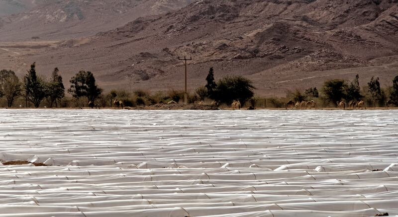 Scientists are learning to help tomatoes beat the heat