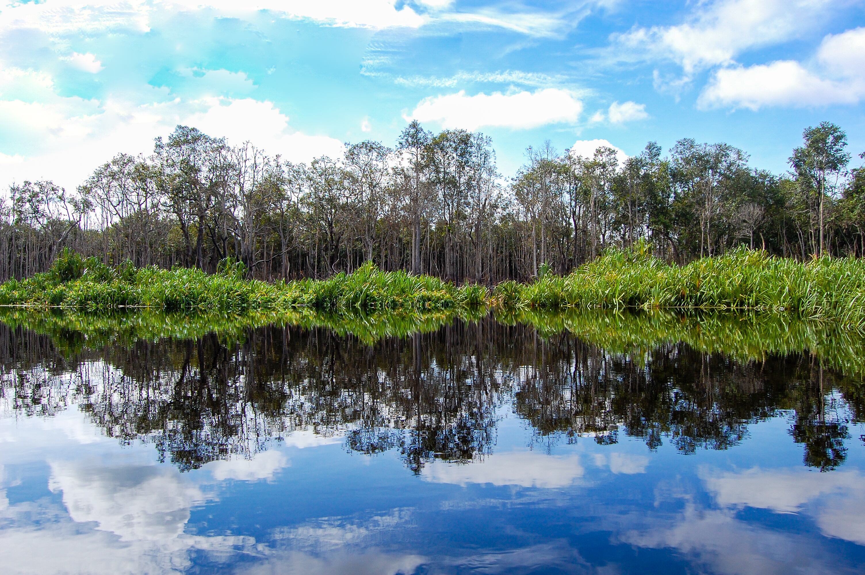 Water, Peatland and river in Sebangau National Park