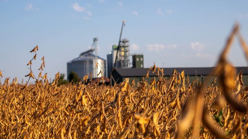 A soybean field