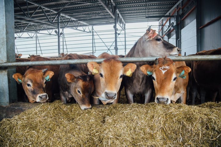 Oregano-extract-may-boost-feeding-milk-production-in-Jersey-cows.jpg