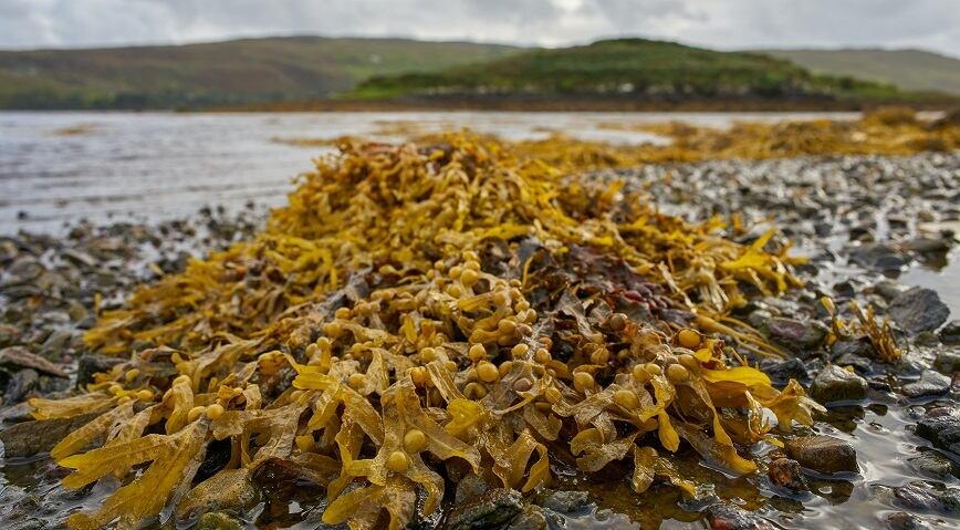 Belfast based researchers explore potential of seaweed feed to slash methane emissions in cows