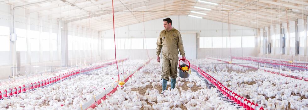 7-common-questions-about-antibiotic-use-and-poultry-production.png