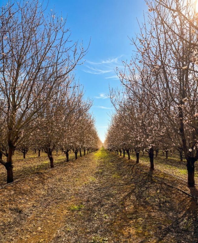 The trial aims to measure how regenerative orchard management influences pollination behaviour and almond yields.