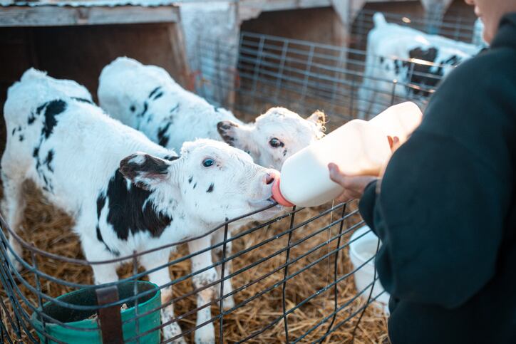 Can-appeasing-pheromones-help-mitigate-stress-in-calves.jpg