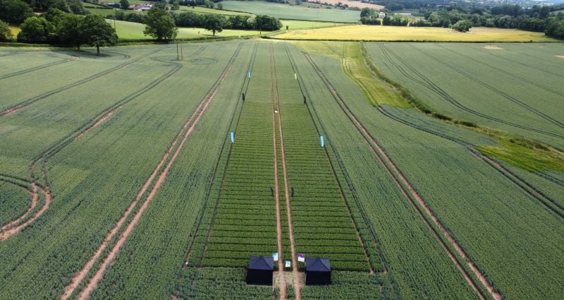 Gilboa field trials in Herefordshire, UK during the 2025 season.