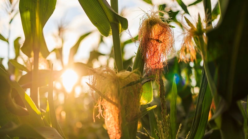 PowerPollen prototypes autonomous ground fleet to address pollination problems