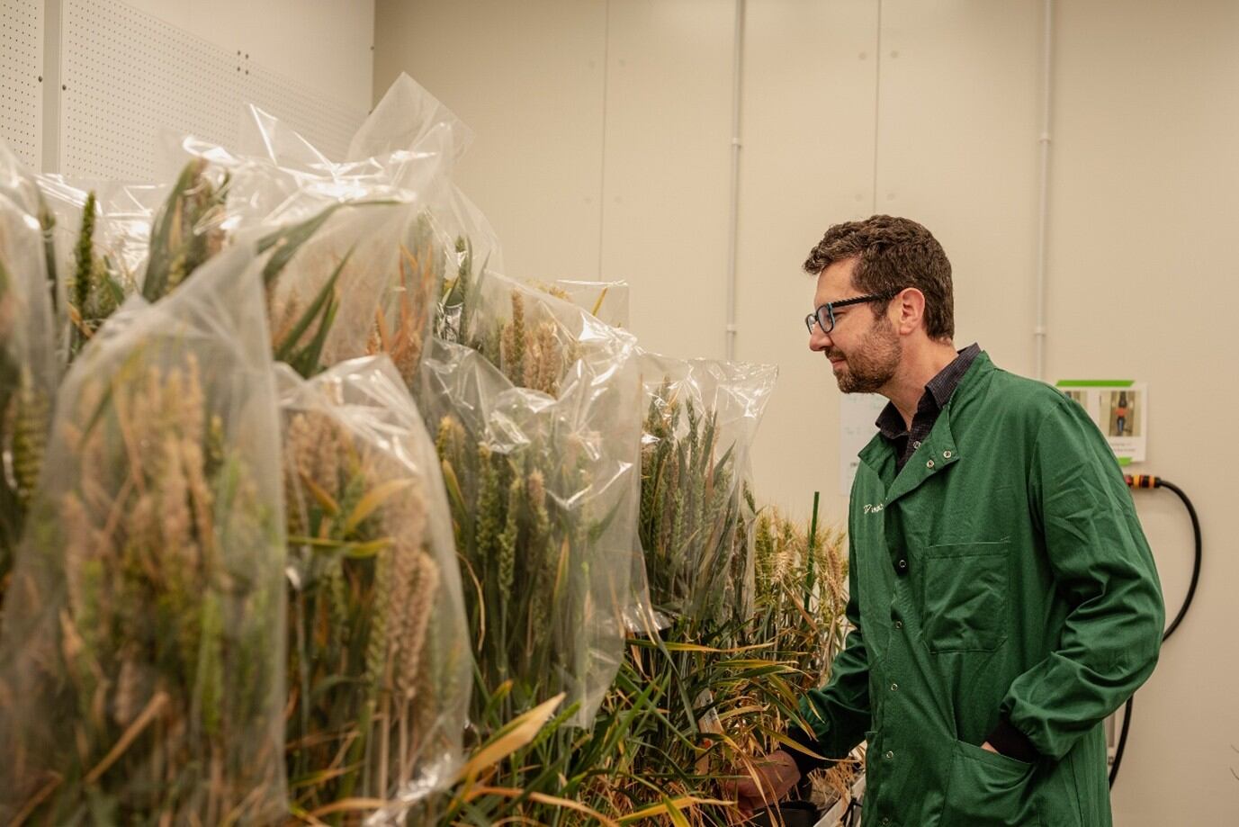 Wild Bio CTO Sam Gattis inspecting a batch of precision-bred wheat