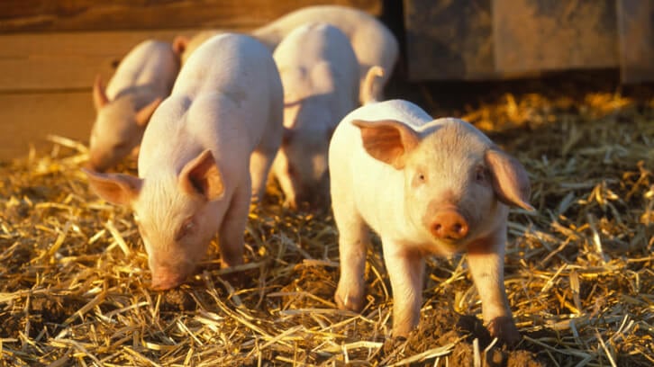 Plant extracts and flavoured sow's milk improve robustness and aid weaning in piglets