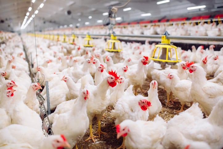 How-to-boost-broiler-growth-and-reduce-environmental-impact.jpg