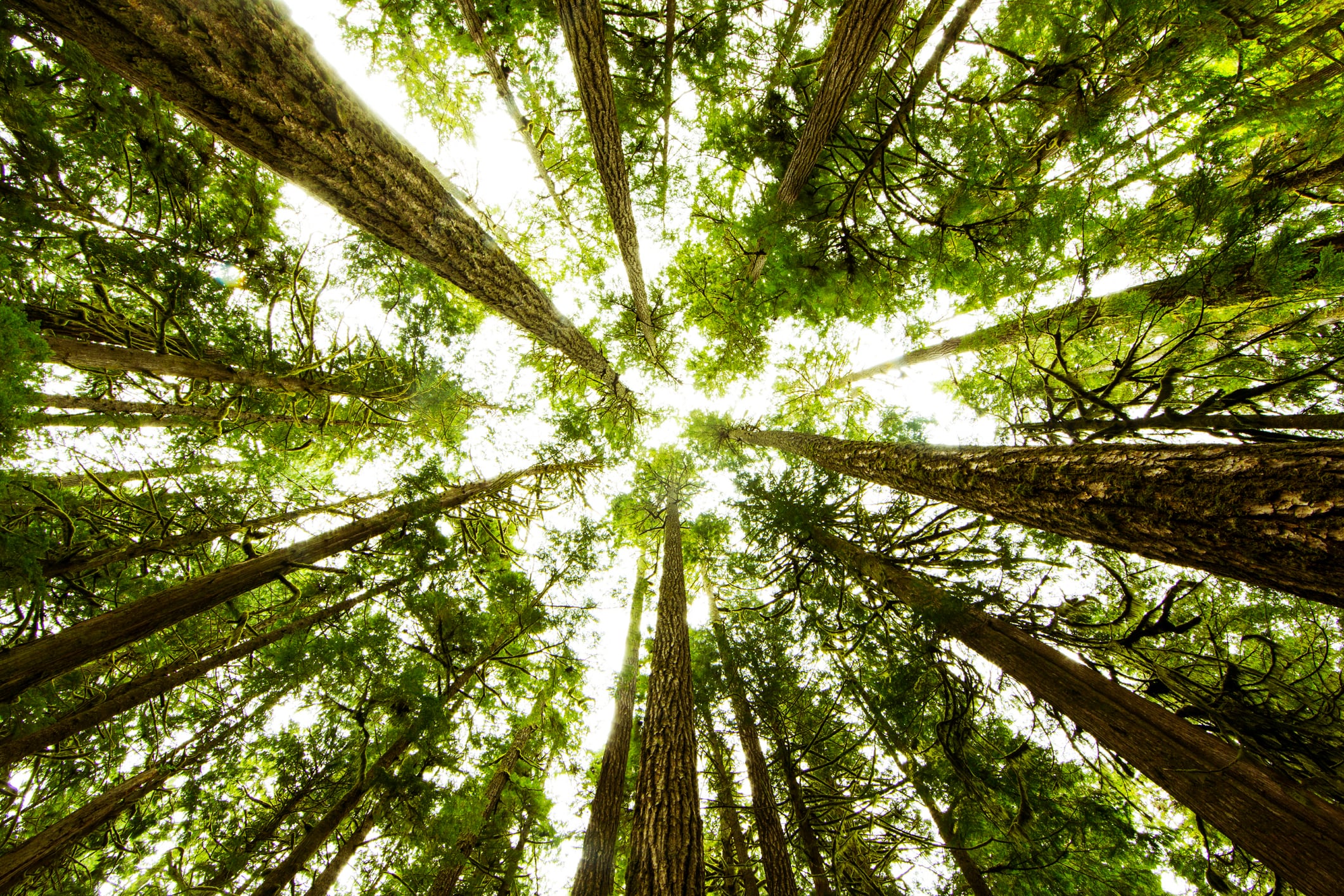 High upfront costs are thwarting Europe’s carbon removal market, research claims  