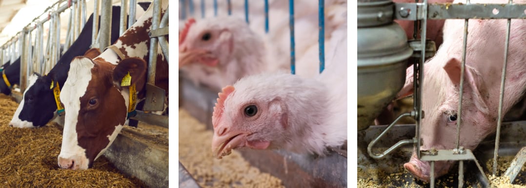 FDA-regulatory-pathways-for-animal-feed-novel-ingredients.png