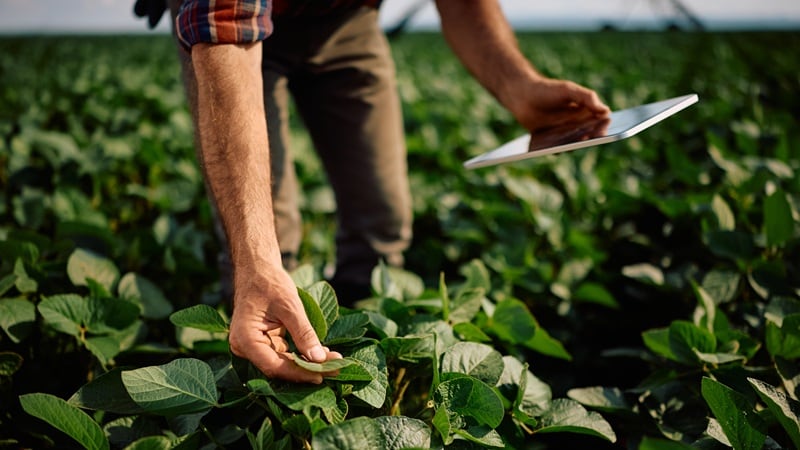 A farmer examining a soybean plant