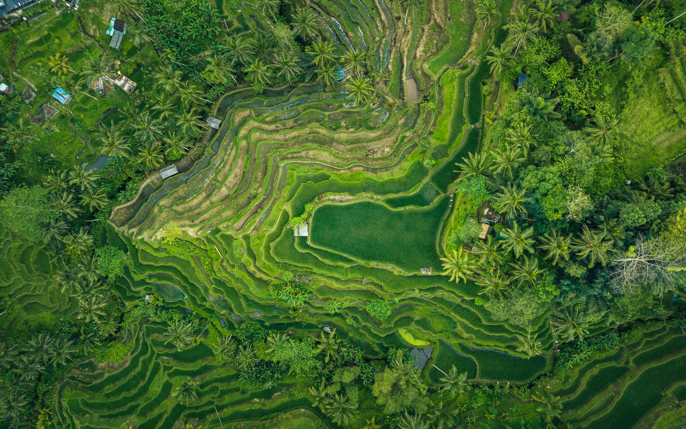 Grains of truth: Why public awareness of rice farming is critical for climate change fight