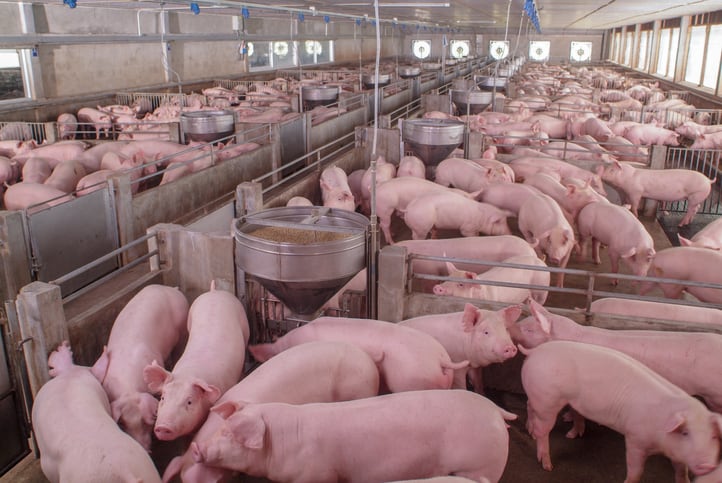 US study rates alternative oilseed co-product feedstuffs for pigs