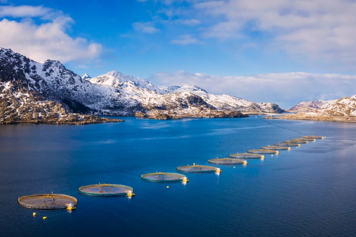 Norwegian aquaculture industry on the hunt for novel feed ingredients as it faces new tax regime 
