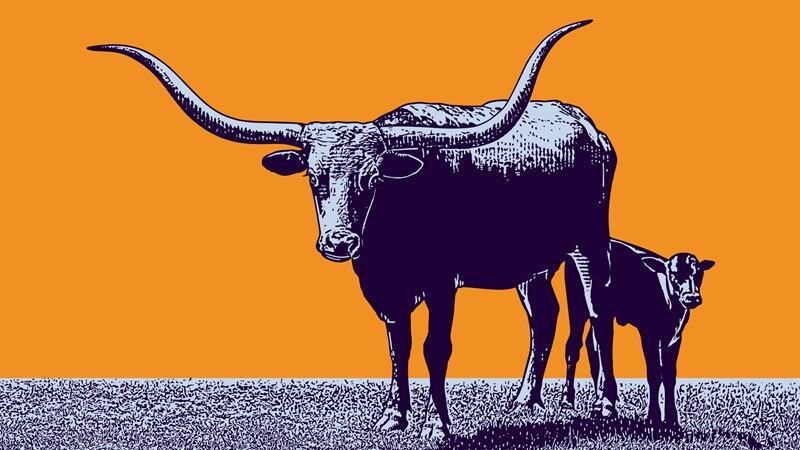 Texas Longhorn Steer and Calf