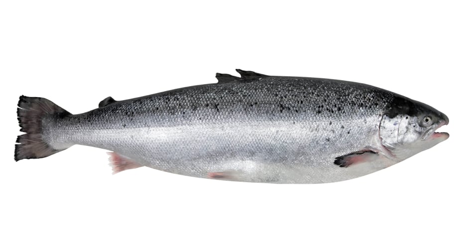 salmon-istock-hors.jpg