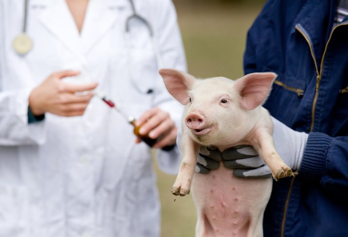 Vietnam grants commercial licenses for the first two domestic vaccines against ASF