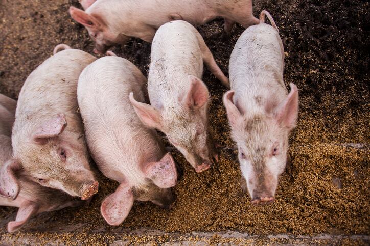 ASF: Canada amends feed import rules
