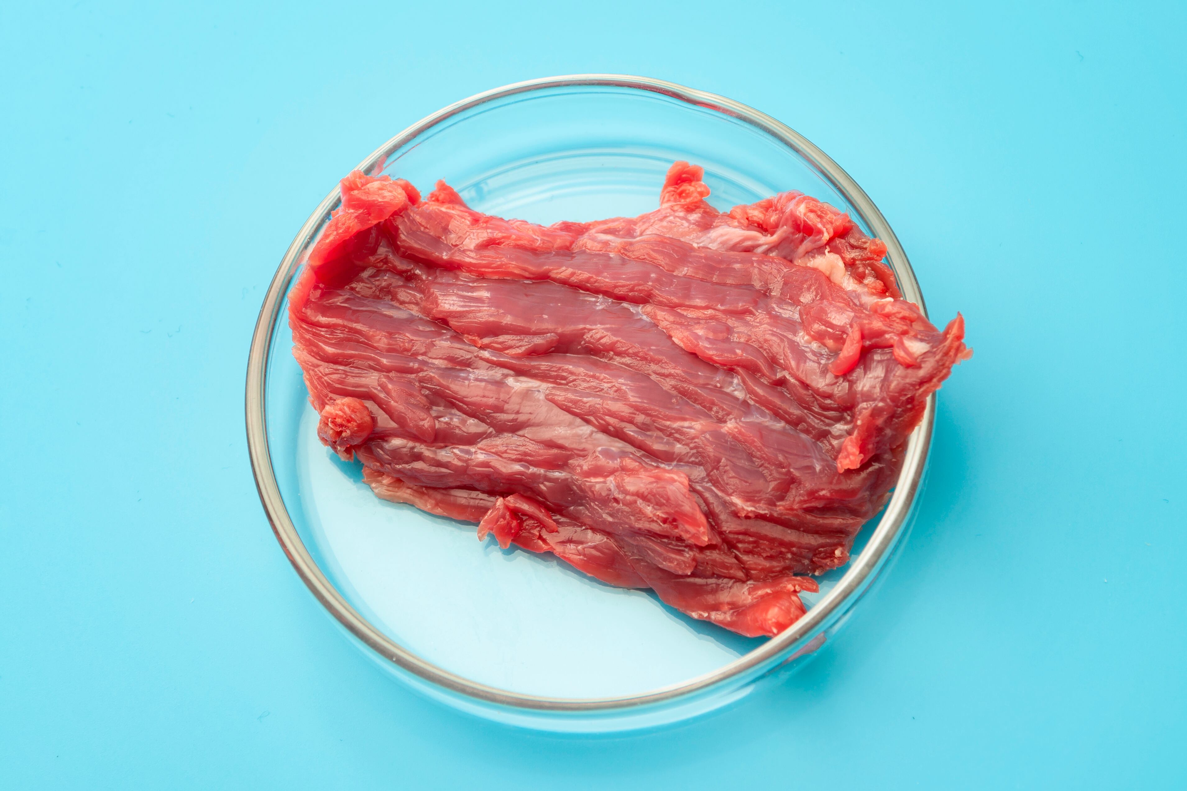 beef in glass petri dish isolated on blue background in science laboratory
