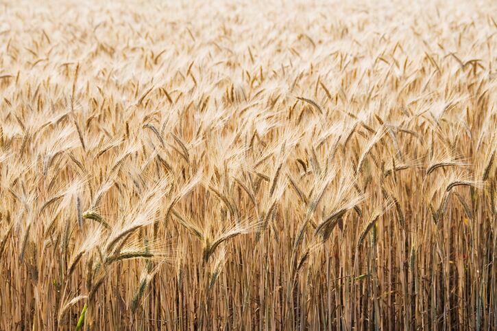 Gene-edited-cereals-a-step-closer-for-English-farms.jpg