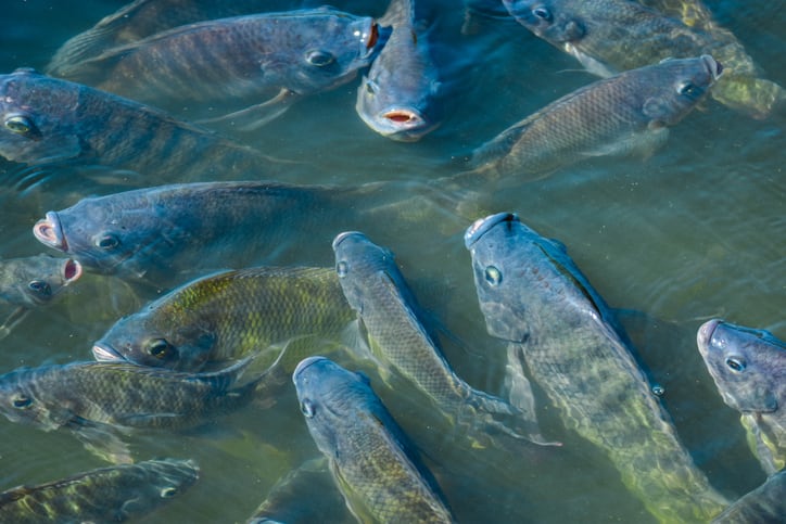Cost-competitive-microalgae-based-tilapia-feed-improves-growth-metrics.jpg