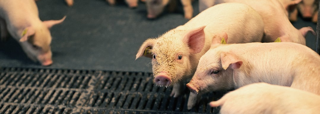 Multi-enzyme-blend-to-improve-piglet-nutrition-and-reduce-feed-costs.jpg