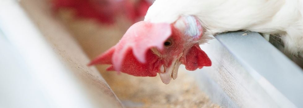 Supplementation-of-Sel-Plex-to-enhance-laying-rate-and-egg-quality-of-aged-laying-hens.jpg