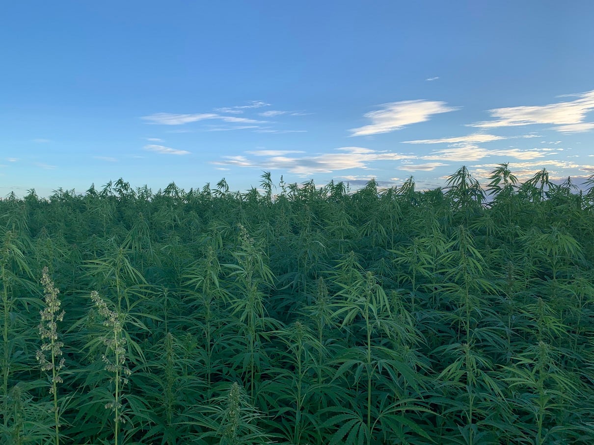 UK project explores benefits for salmon when fed hemp seed protein  