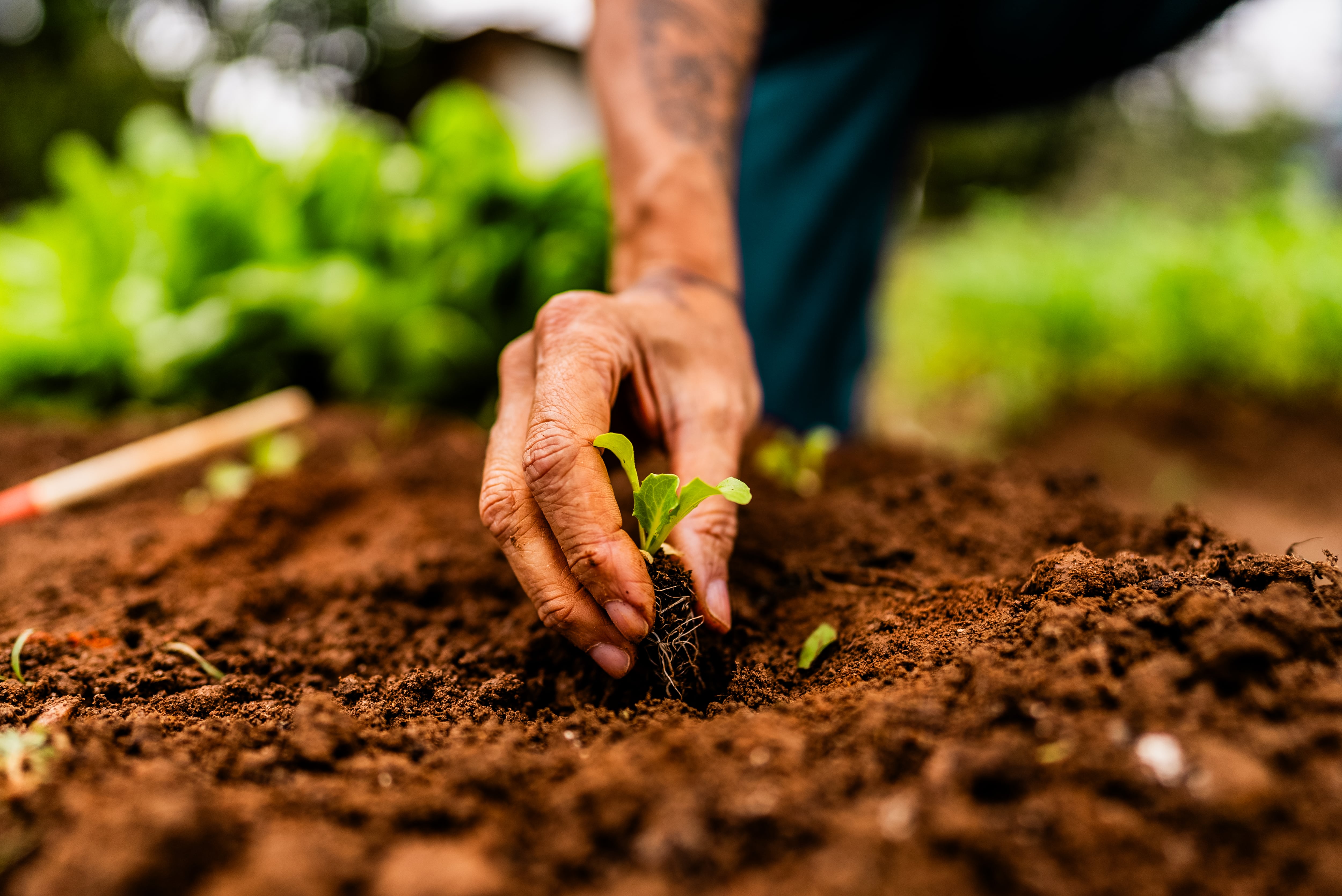 ‘Breakthrough’ nanosensor can monitor plant health in real time