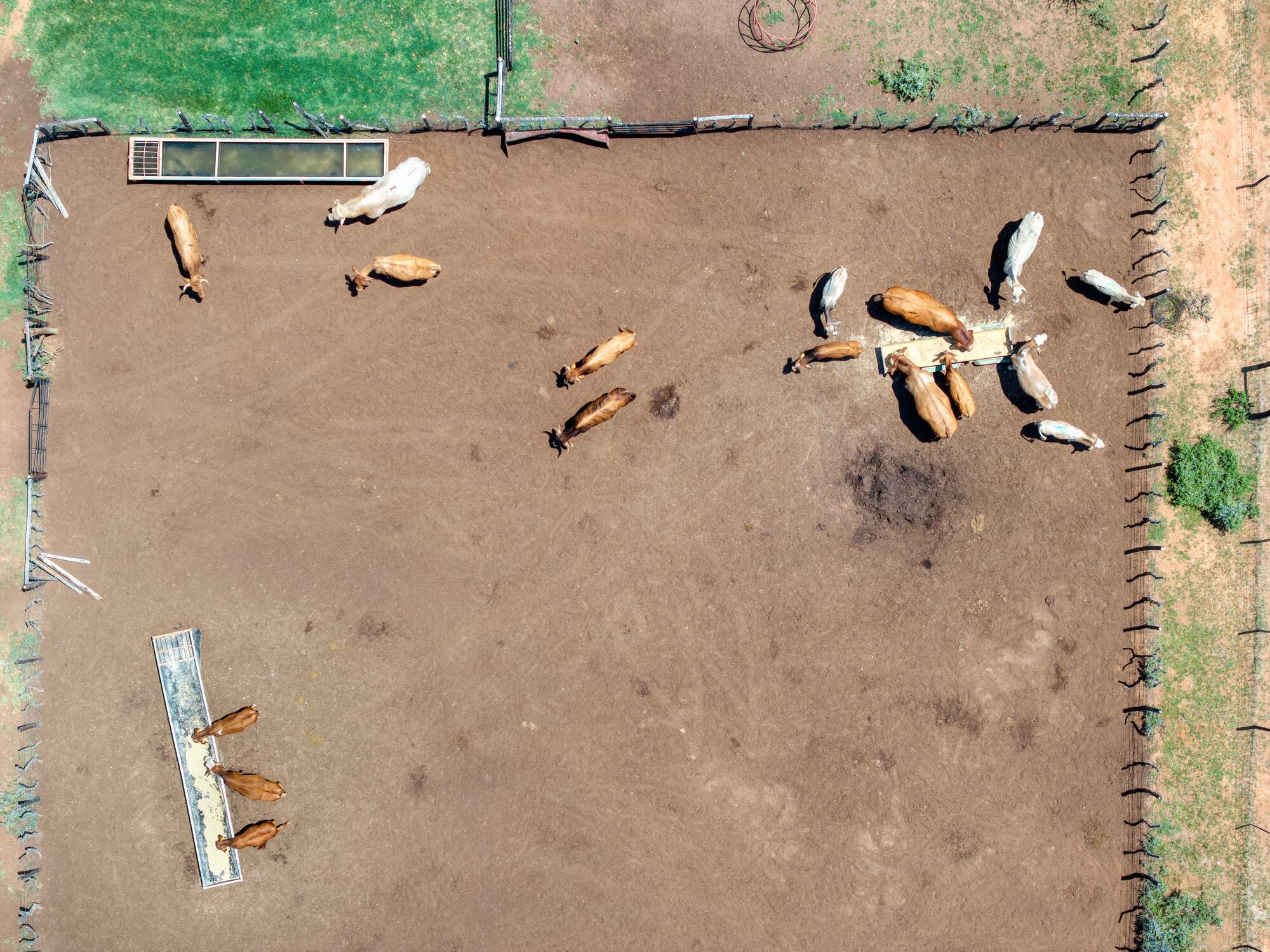 Farmer organisations protesting the EU-Mercosur deal argue that cheaper Latin American imports will create unfair competition and threaten the survival of family farms.