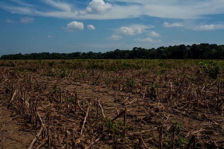 Spotlight-on-Danish-Crown-and-soy-sustainability-policies.jpg