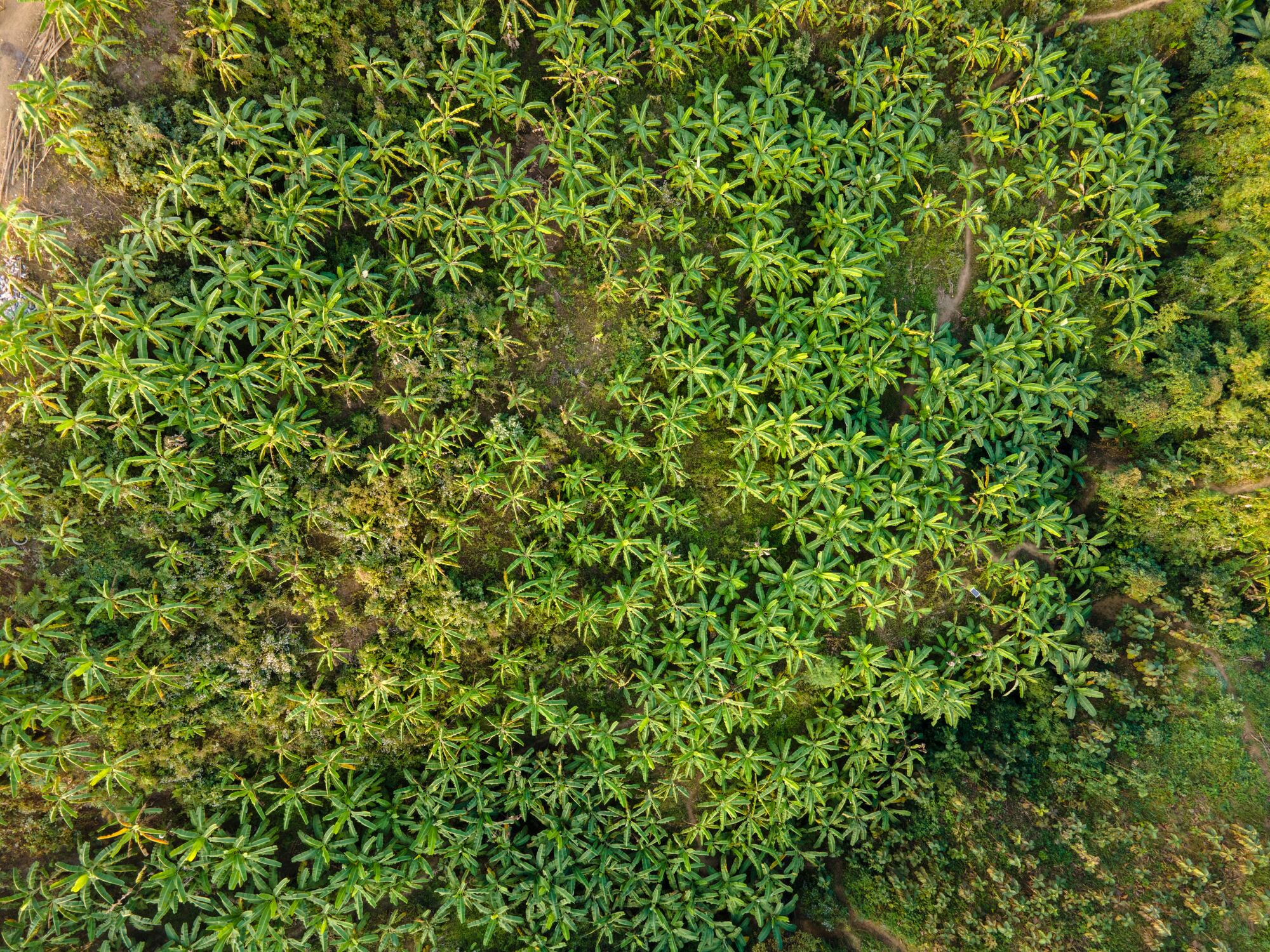 Panama Disease gets the attention, but other plant pests and diseases like Black Sigatoka are persistent risks that can devastate banana harvests and destabilize supply chains, an ag research group warns.