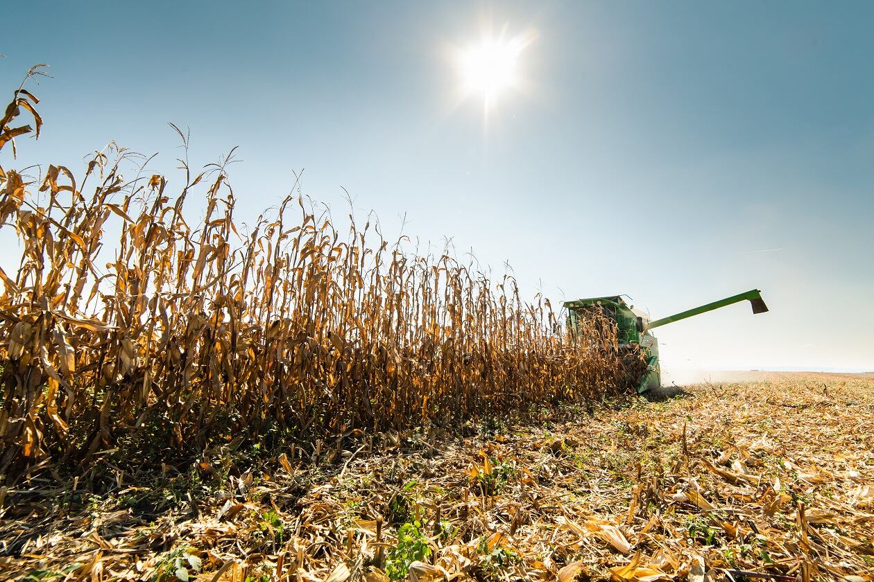 Smarter breeding: New research uncovers insight that can accelerate drought-tolerant maize development