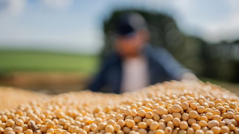 Soybeans are at the center of a trade showdown between the U.S. and Chinese governments.