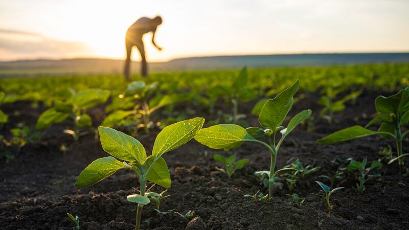 A farmer in the field