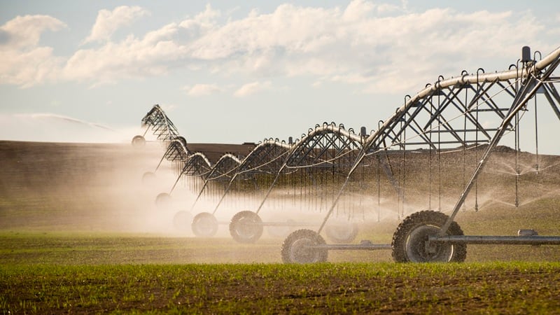 Pivot irrigations in a wheat field