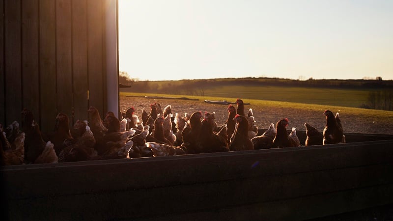 A chicken farm at dawn
