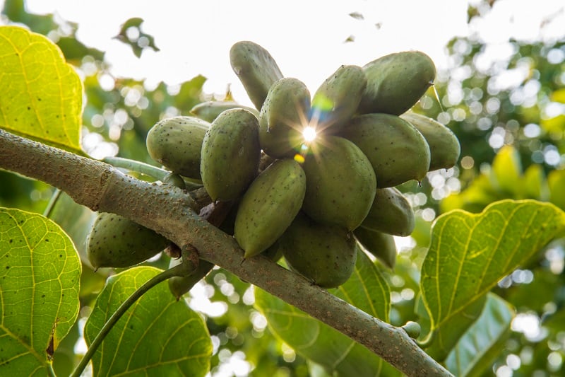 ‘We want to make it the 21st century’s great crop’: Why Terviva aims to plant 200 million pongamia trees in the next 10 years