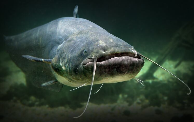 Alabama-catfish-feed-producer-files-for-bankruptcy.jpg