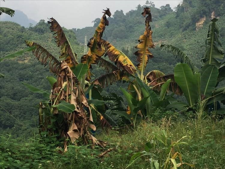 Banana-plantation.jpg