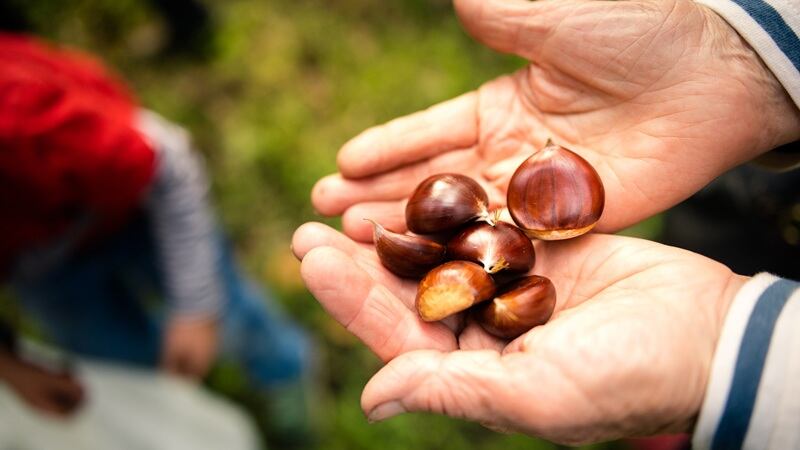 ‘Google Maps for plant science,’ How Foray uses AI, biotech to develop new varieties 