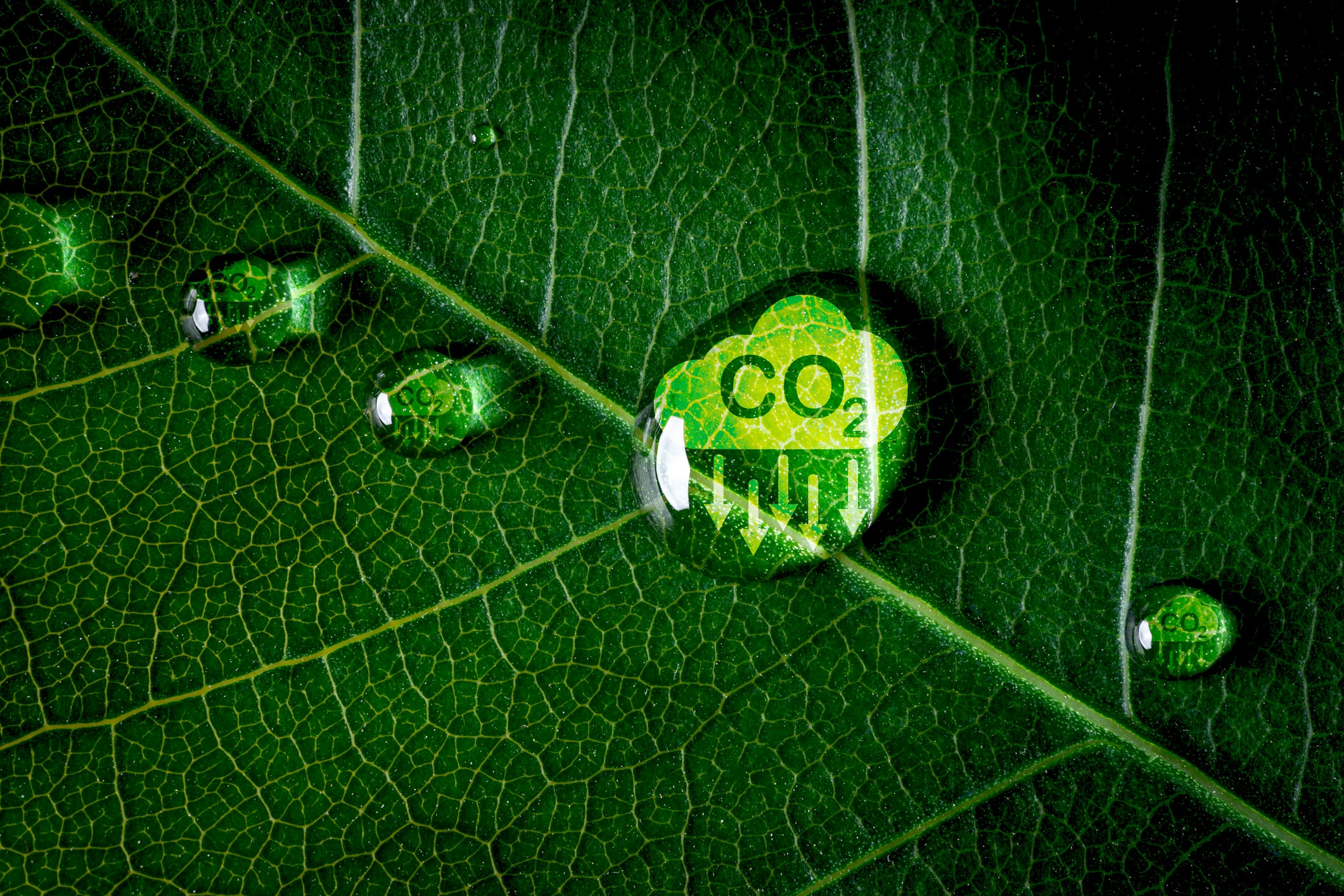 Agrifirm aims to boost transparency in livestock emissions - Clone