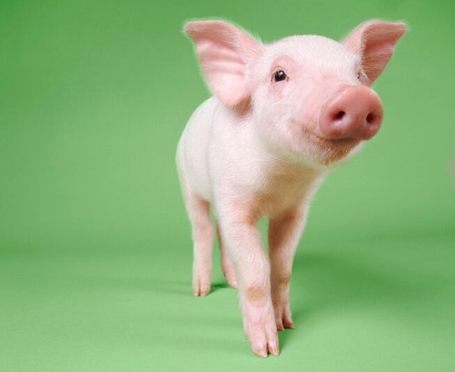 Composition-and-form-of-piglet-feed-before-and-after-weaning-may-influence-performance.jpg
