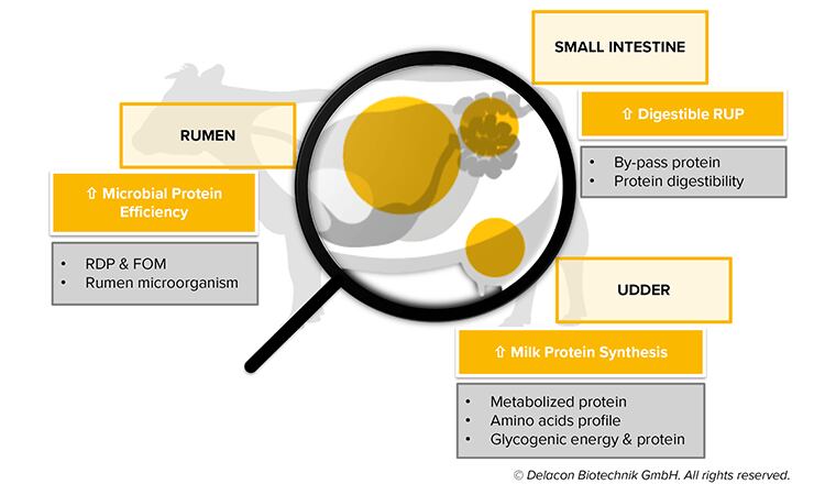 3-_-Protein-yield-improvement-in-cows.png