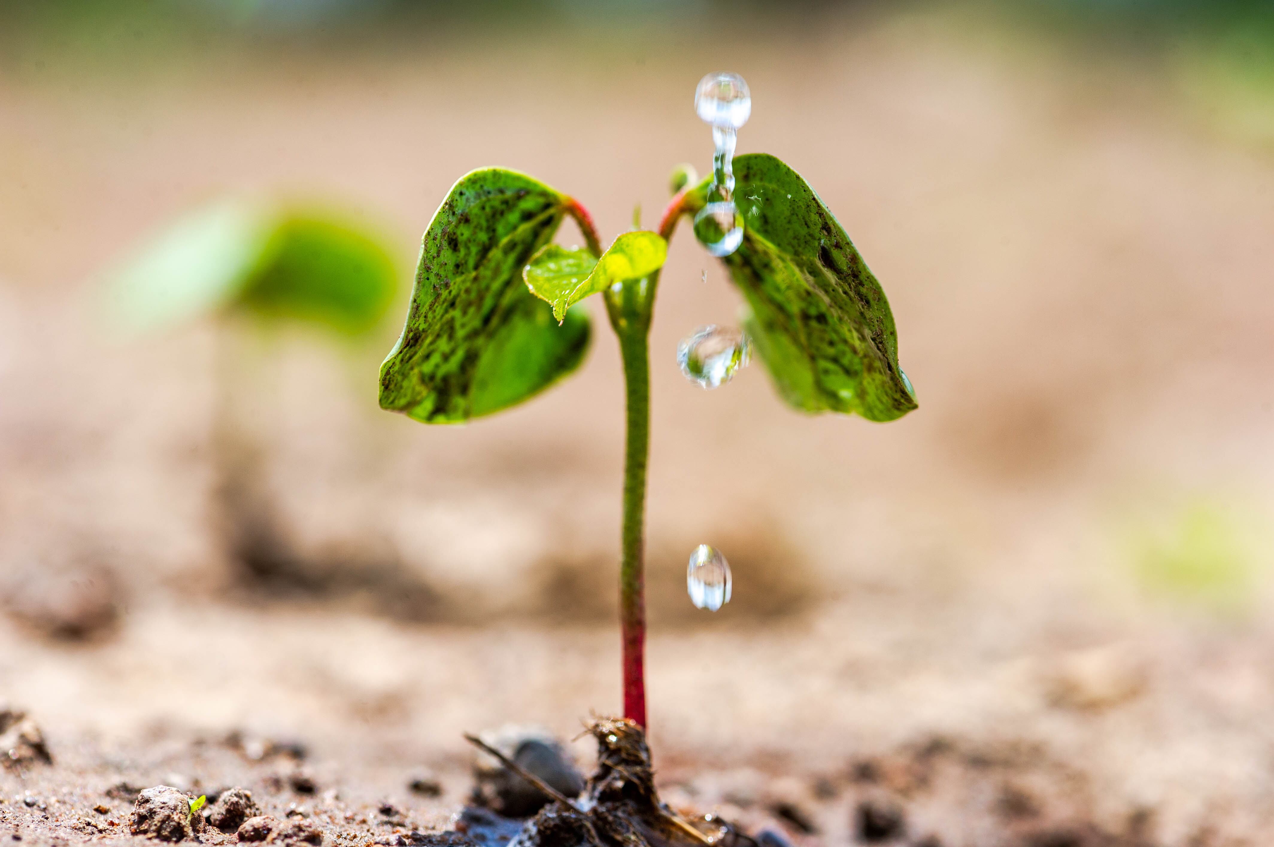 ATN-Cotton-Image-3.jpg