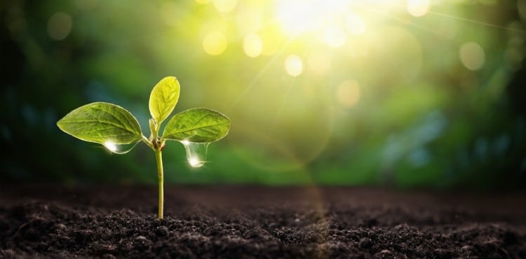 Green deal: Ammonia production tech could slash carbon footprint needed to produce crop fertiliser