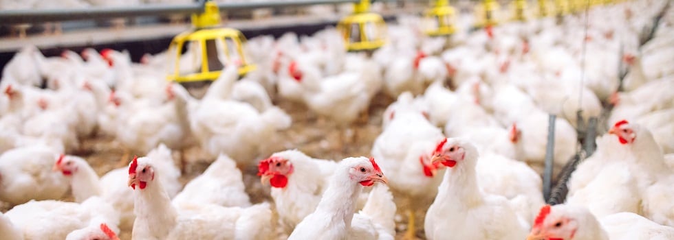How-to-overcome-dysbiosis-in-broiler-production-using-a-complementary-and-holistic-approach.jpg