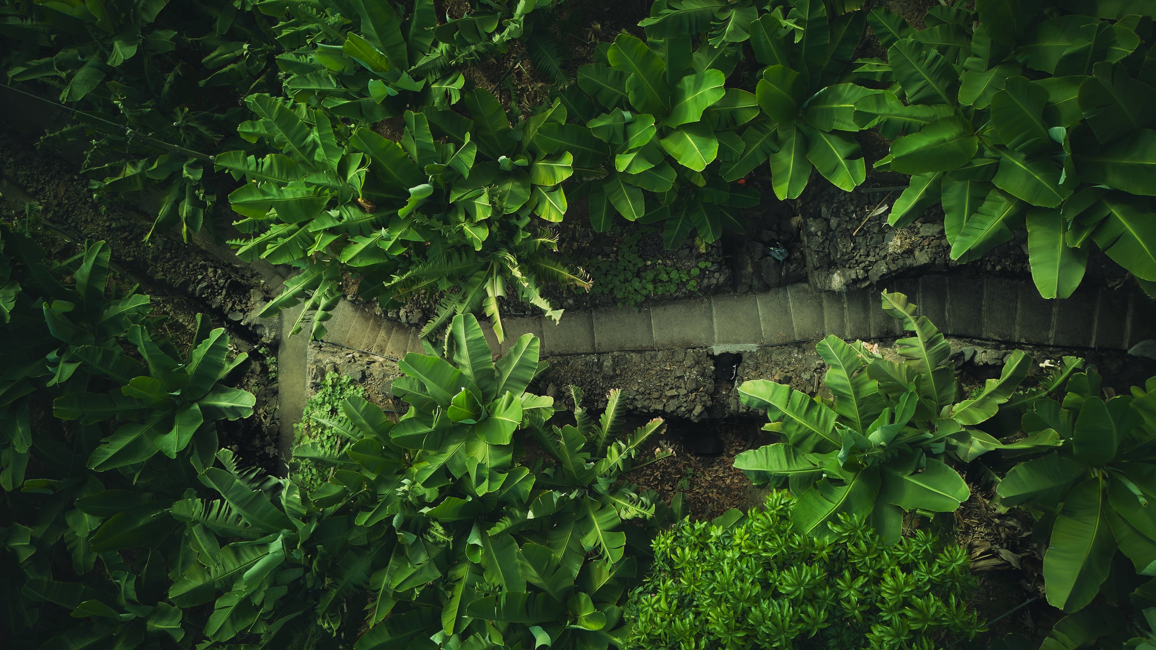 Gene‑edited bananas are emerging as a flagship example of investor‑backed innovation in climate‑resilient crops.