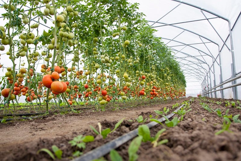 Aquagrain to deploy soil enhancing technology in UAE